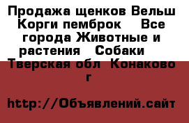 Продажа щенков Вельш Корги пемброк  - Все города Животные и растения » Собаки   . Тверская обл.,Конаково г.